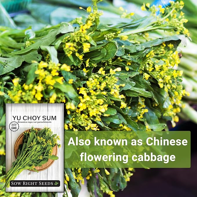 Sow Right Seeds - Yu Choy Sum Seeds for Planting - Unique Chinese Cabbage Variety - Asian Vegetable - Easy to Grow - Non-GMO Heirloom Greens - Versatile in Large Gardens or Small Spaces (1)
