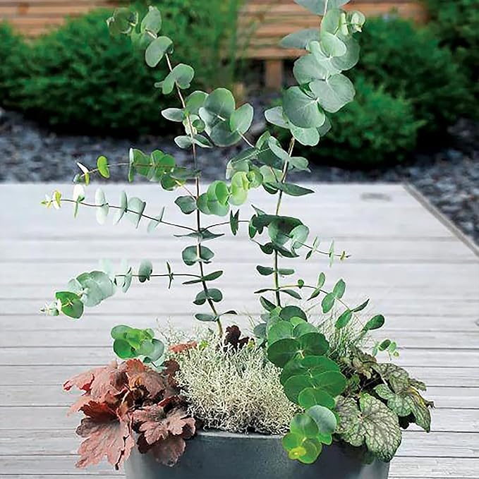 Park Seed Grow Your Own Eucalyptus Seeds Plant, Perfect for Indoor Growing and Spring Garden, Baby Blue Bouquet (Improved), Pack of 100