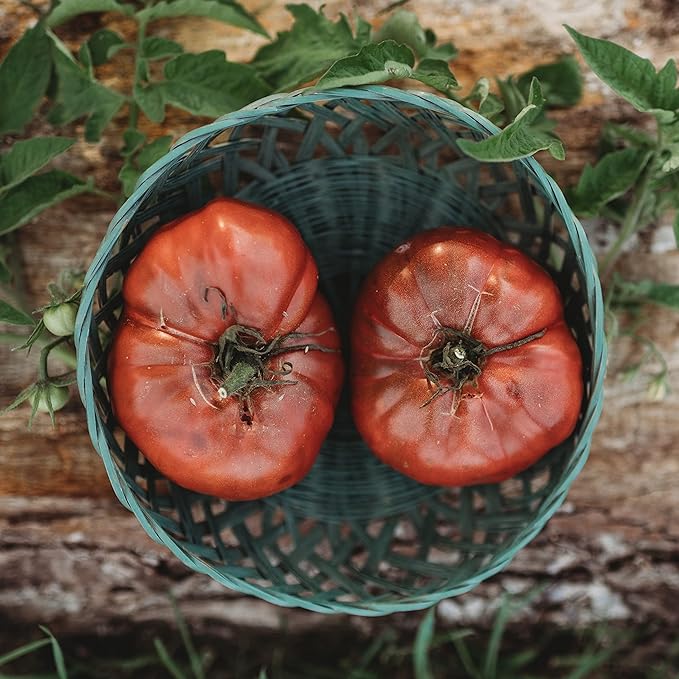 Black Krim Heirloom Purple Slicing Tomato - 50 Seeds - Heirloom & Open-Pollinated Variety, Non-GMO Vegetable Seeds for Planting in The Home Garden, Thresh Seed Company