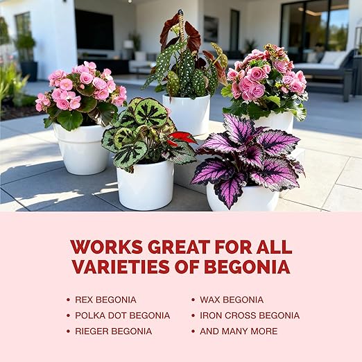 Begonia Fertilizer – Liquid Plant Food for More Blooms, Vibrant Color & Healthy Leaf Growth, 8 oz