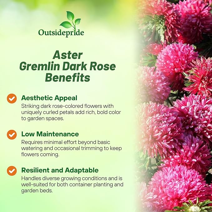 Outsidepride Gremlin Aster Seeds - 1000 Pcs. Annual, Hardy & Pollinator Friendly Flower Seeds for Planting Vibrant Dark Rose Blooms and Oval-Shaped Leaves, Great for Meadows & Aesthetic Gardens