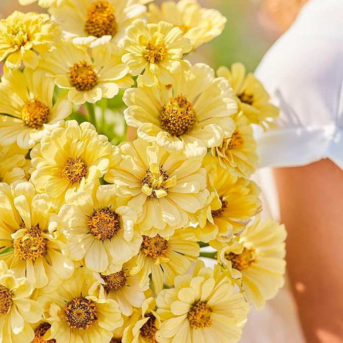 Eden Brothers Zinnia Seeds - Isabellina, Non-GMO Seeds for Planting, Packet | Low-Maintenance Flower Seeds, Plant During Spring, Zones 3, 4, 5, 6, 7, 8, 9, 10