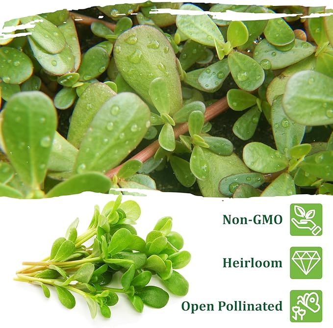 TKE Farms & Gardens Purslane Seeds for Planting - 1 Gram Packet, 2000+ Non-GMO Heirloom Seeds, High Germination, Edible & Medicinal, Heat & Drought-Tolerant, Easy-to-Grow Ground Cover, Qty 1