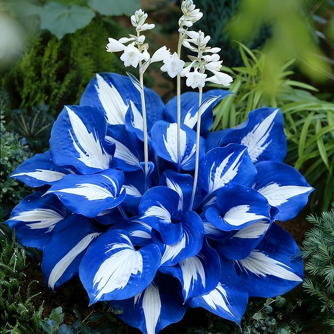 Hosta Seeds for Planting, 295+pcs Perennial Rare Hosta Flower Seeds Plants, Non-GMO Heirloom Long Blooming Plants Shaded Entry Pathway Rare Flowers for Garden Outdoors