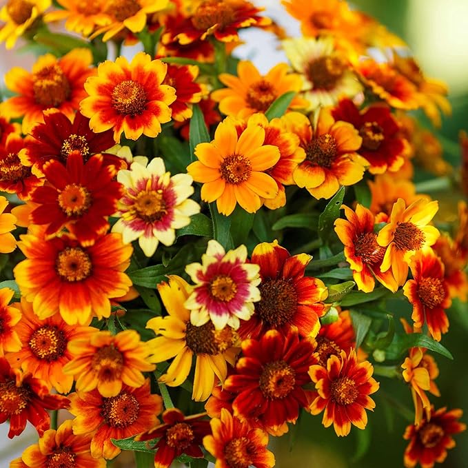 Eden Brothers Zinnia Seeds - Old Mexico, Non-GMO Seeds for Planting, 1 oz | Low-Maintenance Flower Seeds, Plant During Spring, Zones 3, 4, 5, 6, 7, 8, 9, 10