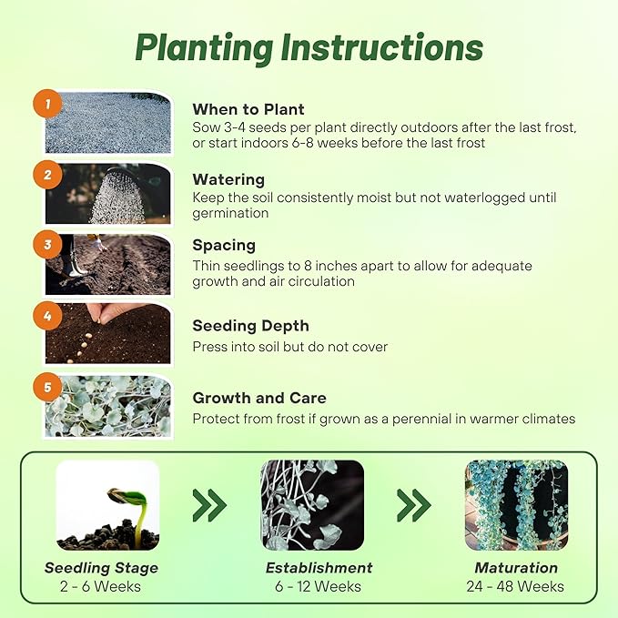 Outsidepride Perennial Dichondra Silver Falls Seed - 15 Pcs Heat & Drought-Tolerant, Low-Maintenance Ground Cover Seeds for Planting, Ideal for Container Plant, Erosion Control, & Silver Foliage