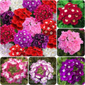 10000+ Perennial Verbena Flower Seeds for Planting Outdoors Non-GMO Heirloom