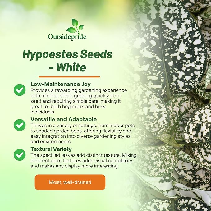 Outsidepride Splash Select White Hypoestes Seed for Planting - 100 Pcs Perennial Polka Dot Plant Seeds w/Variegated Foliage for Containers, Hanging Baskets, Small Gardens, Both Indoors & Outdoors