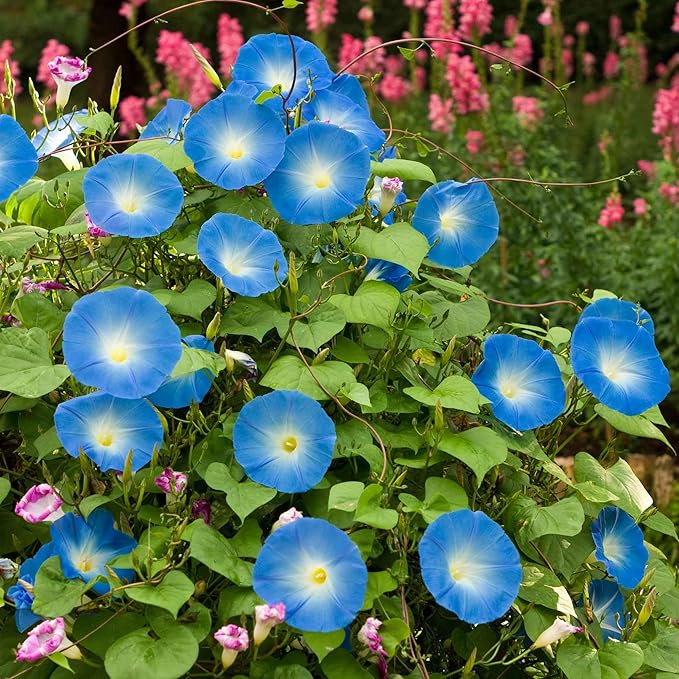 Eden Brothers Morning Glory Seeds - Heavenly Blue, Non-GMO Seeds for Planting, 1 oz | Low-Maintenance Flower Seeds, Plant During Spring, Zones 1, 2, 3, 4, 5, 6, 7, 8, 9, 10