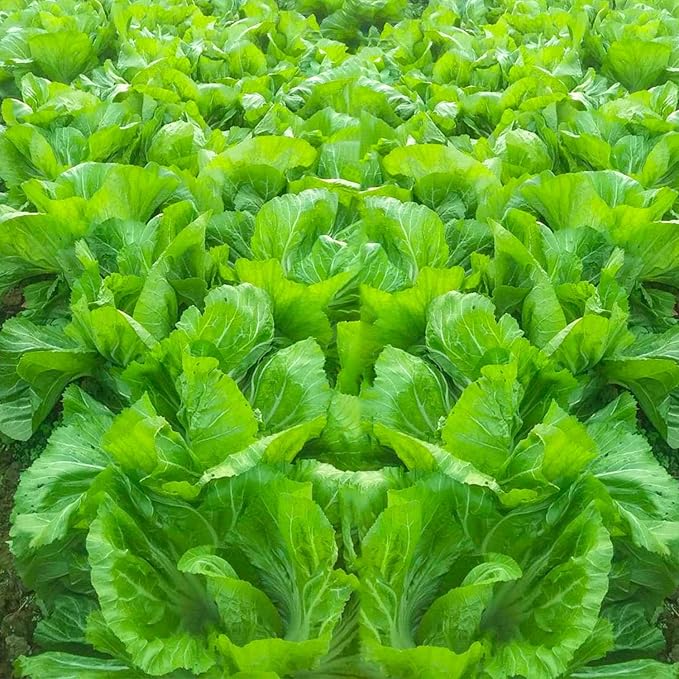 500 Pcs Florida Broadleaf Mustard Seeds,Green Mustard Seeds Heirloom Non-GMO Chinese Asian Vegetable Seeds Fresh Garden Seeds
