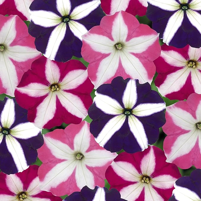 300+ Annual Petunia Flower Seeds for Planting-Easy Wave Series Petunia Garden Seeds Non-GMO Heirloom