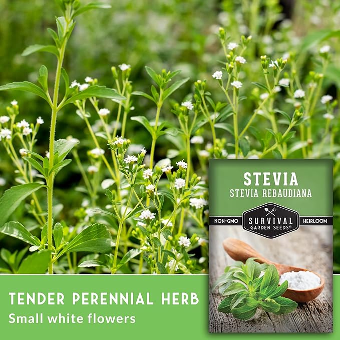 Stevia Seeds for Planting - Natural Sweet Herb Stevia rebaudiana with Sweet Leaves, Tender Perennial for Warm Climates or Indoor Growing, Non-GMO Heirloom - Survival Garden Seeds