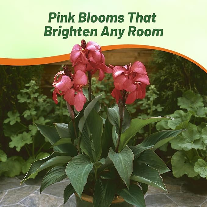 Outsidepride Rose Canna Lily Flower Seeds - 10 Pcs Perennial Seeds for Planting Outdoors with Colorful Blooms for Cut Flowers, Tropical & Water Gardens, Borders, & Poolside Planting