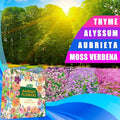 Ground Cover Plant Seeds Collection - 31,000+ Seeds Mix of Creeping Thyme, Alyssum, Purple Rockcress, Moss Verbena - 4 Varieties Pack for Landscaping Ground Cover