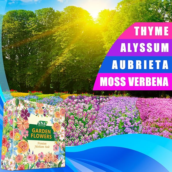 Ground Cover Plant Seeds Collection - 31,000+ Seeds Mix of Creeping Thyme, Alyssum, Purple Rockcress, Moss Verbena - 4 Varieties Pack for Landscaping Ground Cover