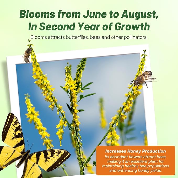 Outsidepride Yellow Sweet Clover Seed - 5 lbs Biennial, Drought-Tolerant, Frost-Resistant, Nitrocoated, Inoculated Yellow Clover Seeds Cover Crop for Forage, Honey Production, & Pollinators