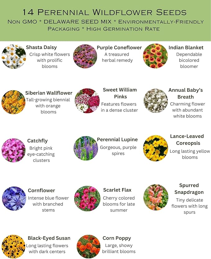 Delaware Bulk Perennial Wildflower Seed Mix 1lb Covers 2,000sq-ft - Attract Pollinators, Multi-Color Blooms - Northeast US Species Plant in Spring/Fall - Earth-Friendly Packaging (1 Pound)
