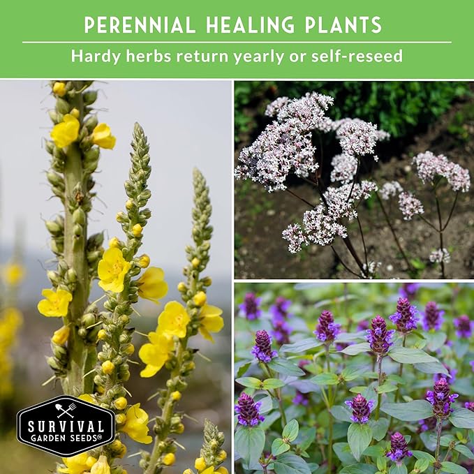 Advanced Medicinal Herb Seeds Collection – 8 Variety Pack for Planting with Comfrey, Mullein, St John’s Wort, Valerian, Mugwort – Heirloom Apothecary Herbalist Bundle by Survival Garden Seeds