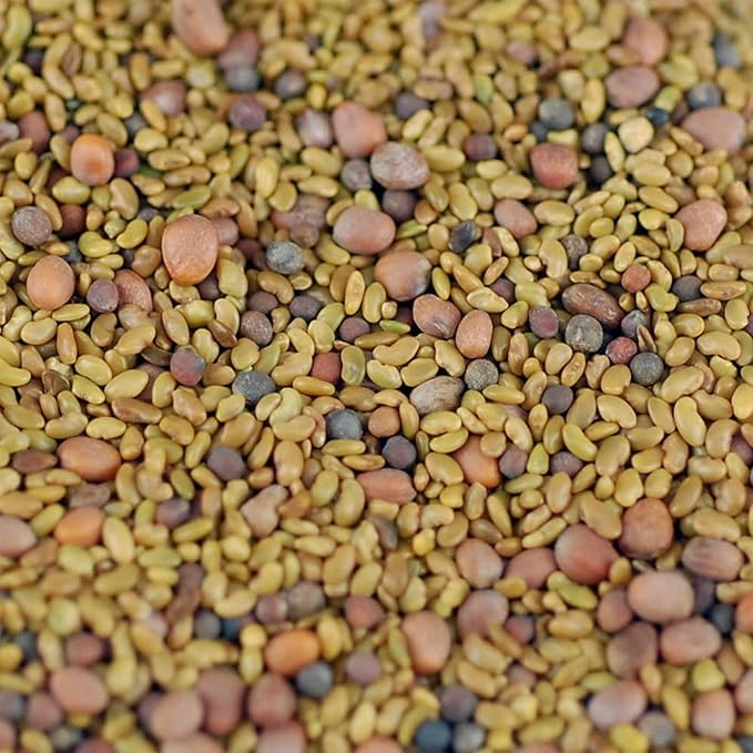 Handy Pantry Organic Salad Sprouting & Microgreens Mix – 2.5 LB – Non-GMO, High-Germination Blend of Alfalfa, Broccoli, Lentil, Mung Bean & Radish Seed – Fresh, Crisp Sprouts & Nutritious Micro Green