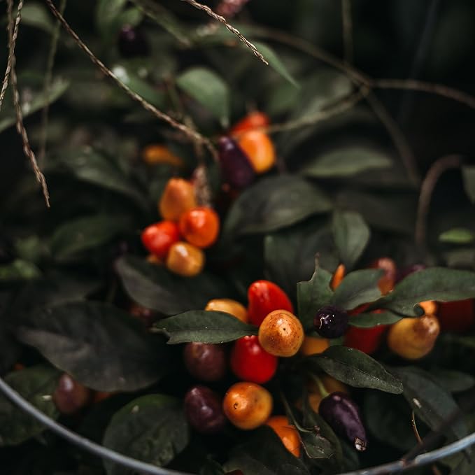 Aurora Dwarf Chile (Hot) Pepper - 25 Seeds - Colorful Heirloom Variety, Great for Containers, Patios, USA-Grown Chili Seeds, Non-GMO Vegetable Seeds for Planting in The Garden, Thresh Seed Company