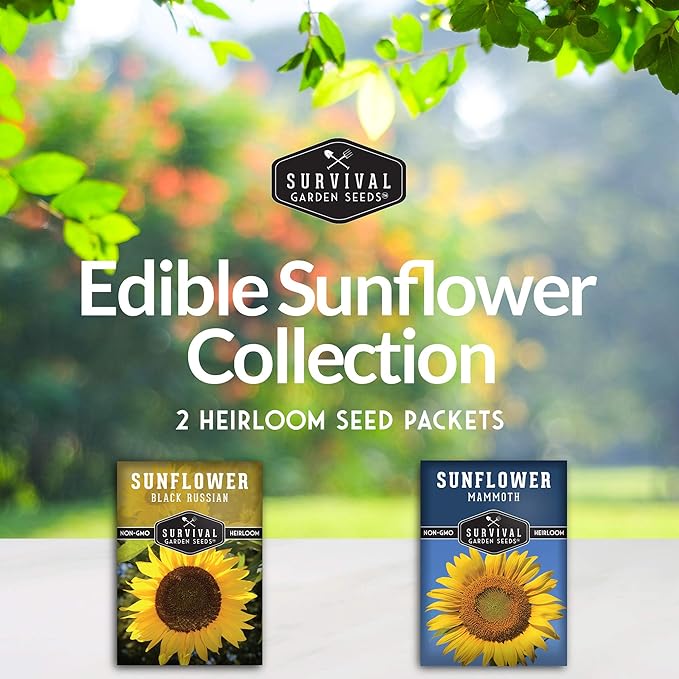 Edible Sunflower Seeds Collection for Planting | 2 Giant Flower Varieties – Mammoth & Black Russian – Heirloom Non-GMO – Survival Garden Seeds