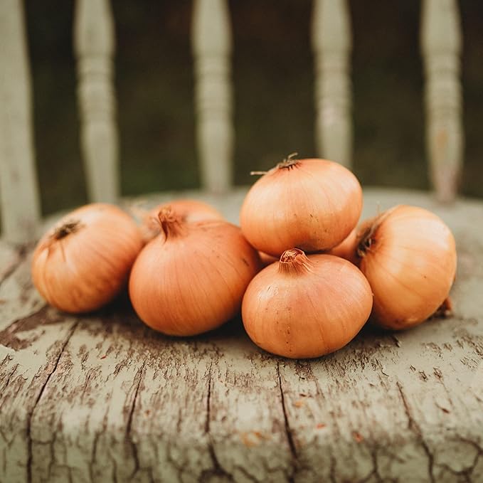 Australian Brown Onion - 50 Seeds - Flavorful Yellow Onions, Great for Storage, Non-GMO Heirloom Onion Seeds for Planting in The Home Garden, Thresh Seed Company