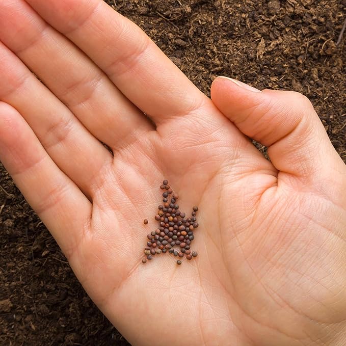 250 Broccoli Seeds for Planting ‘Di Cicco’ – Heirloom, Non-GMO, USA Grown – Sprouting Type Plentiful Side Shoots After Harvest – RDR Seeds