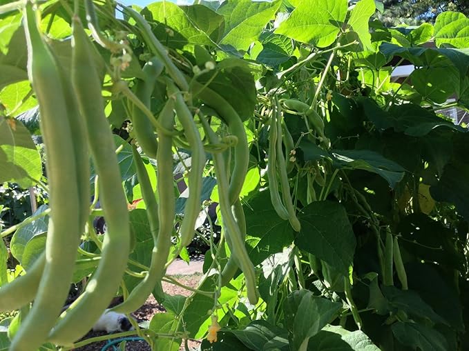 Dirt Goddess Super Seeds ~ Kentucky Wonder Pole Beans (1 LB) Bulk Non GMO