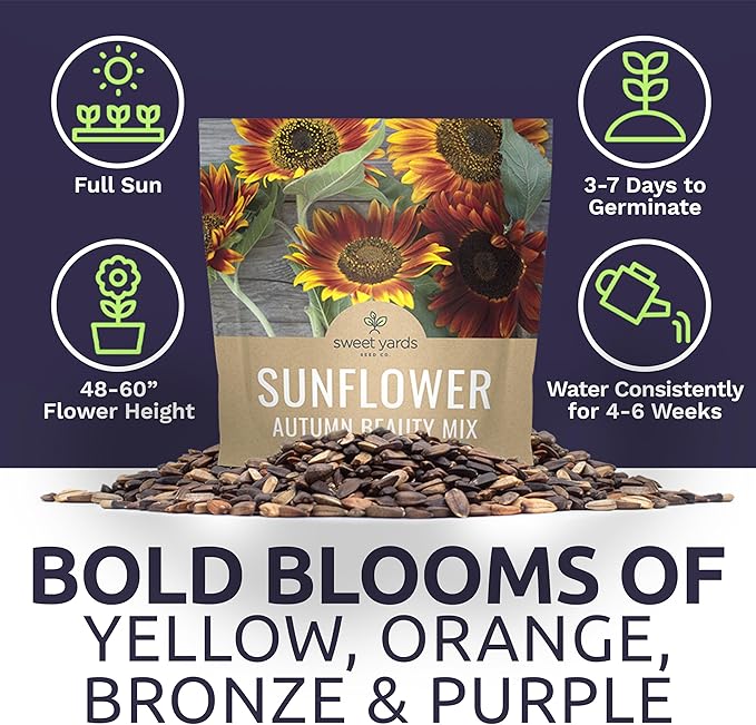 Autumn Beauty Sunflower Seeds – Extra Large Packet – Over 1,400 Open Pollinated Non-GMO Wildflower Seeds – Helianthus annus – Beautiful Shades of Gold, Bronze, Yellow, and Purple