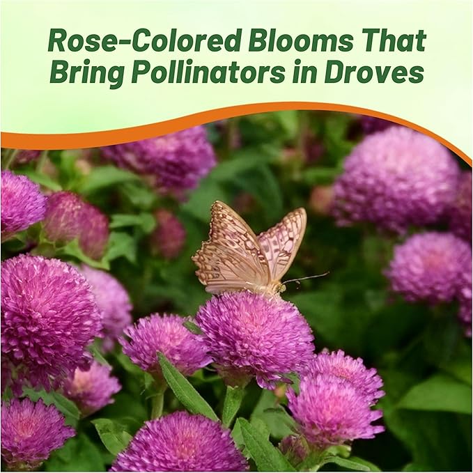 Outsidepride Rose Gomphrena Seeds - 2000 Pcs Annual, Heat & Drought Tolerant, Pollinator Friendly Globe Amaranth Seeds for Planting w/Vibrant Round Blooms for Beds, Borders, and Arrangements