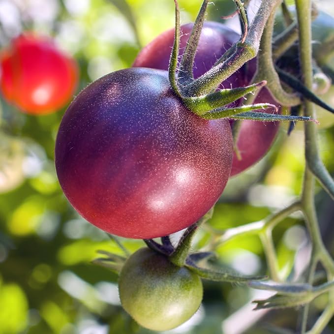 Purely Organic Tomato Seeds (Cherokee Purple) - Approx 75 Seeds - Certified Organic, Non-GMO, Open Pollinated, Heirloom, USA Origin