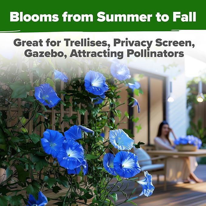 HOME GROWN Heavenly Blue Morning Glory - 150 Heirloom Seeds for Planting, Ideal for a Flower Garden That Attracts Pollinators and Birds (Ipomoea Tricolor)