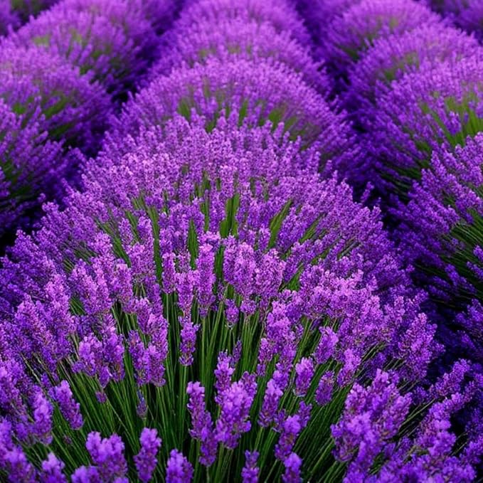 5000+ Lavender Seeds for Planting - English Lavender Non-GMO Heirloom Seeds Carpet Perennial Flower Garden Indoor Outdoor
