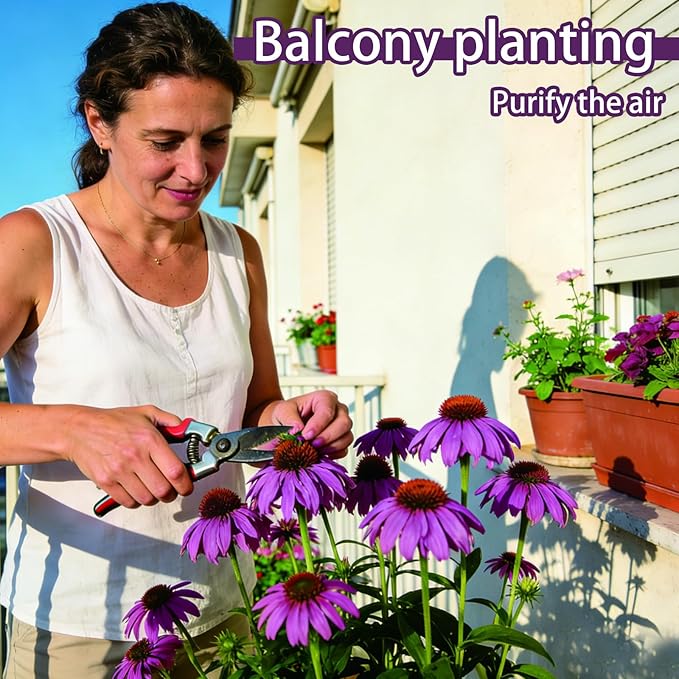 Purple Coneflower Seeds (Echinacea purpurea), Hardy Native Perennial Flowers, Long Flowering Period, Great for Making Cut Flowers, Borders Prairie Garden Planting, Pack of 600 Seeds