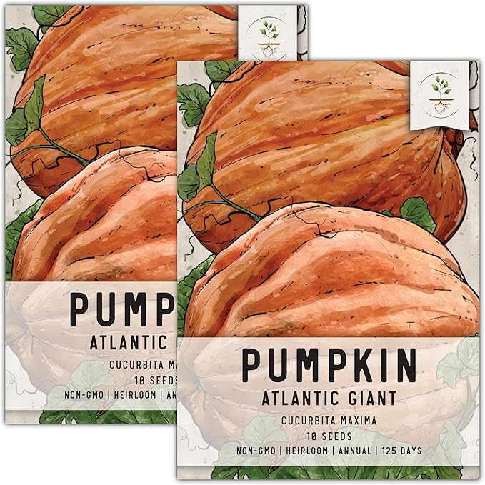 Seed Needs Pumpkin Seeds for Planting Atlantic Giant Pumpkins - Non-GMO Heirloom & Untreated Cucurbita Vegetable Seed to Plant an Outdoor Autumn Home Grown Veggie Garden (2 Packs)