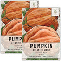 Seed Needs Pumpkin Seeds for Planting Atlantic Giant Pumpkins - Non-GMO Heirloom & Untreated Cucurbita Vegetable Seed to Plant an Outdoor Autumn Home Grown Veggie Garden (2 Packs)