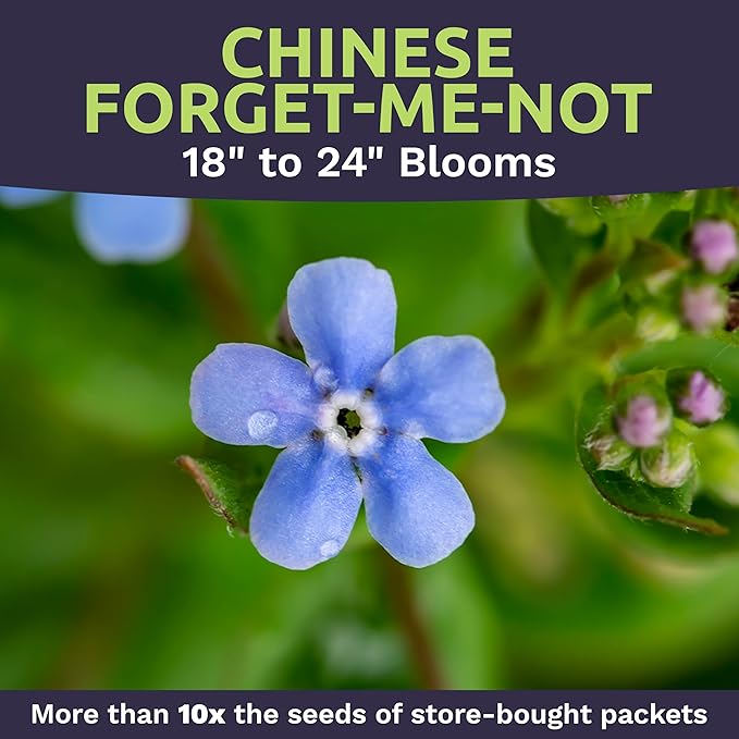 Chinese Forget Me Not Wildflower Seeds - Bulk 1 Ounce Packet - Over 5,500 Open Pollinated Seeds - Blue Cynoglossum amabile