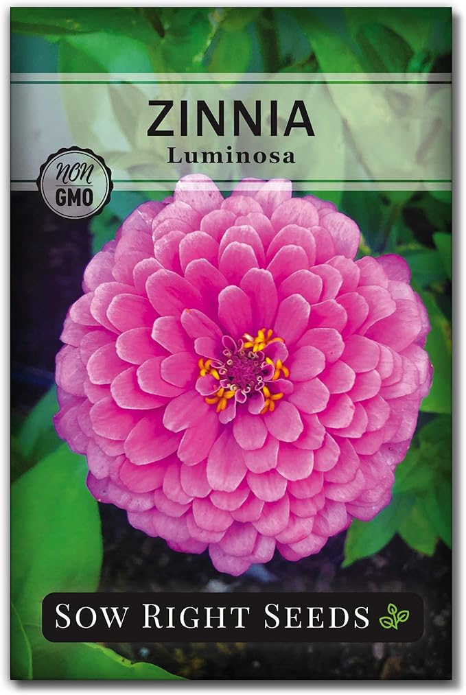 Sow Right Seeds - Luminosa Zinnia Flower Seeds for Planting - Non-GMO Heirloom Packet with Instructions to Grow - Heat & Drought Resistant - Huge Pink Blossoms - Beautiful to Plant in Your Garden (1)