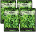 Sow Right Seeds - Flat Leaf Parsley Seed for Planting - Non-GMO Heirloom Packet with Instructions to Plant and Grow a Kitchen Herb Garden - Indoor or Outdoor - Great for Hydroponics Growing (4)