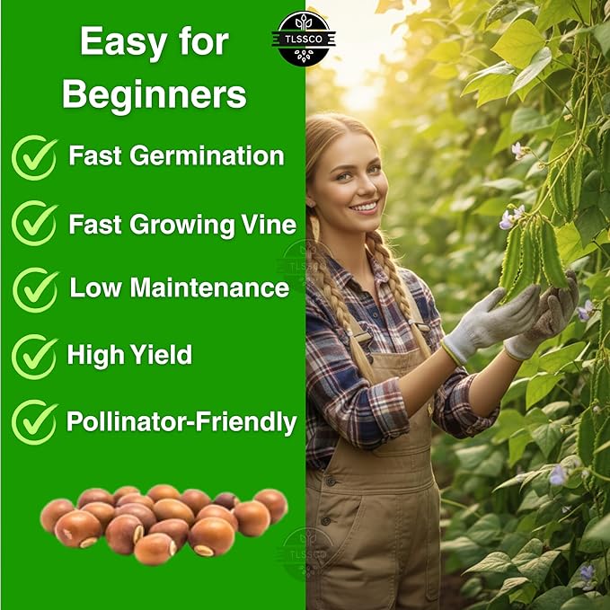 50+ USA Premium Winged Bean Seeds for Planting, Non-GMO Seeds – High-Yield, Nutritious, Tropical Climbing – Non-GMO, Heirloom Vegetable Dragon Four-Angled Bean
