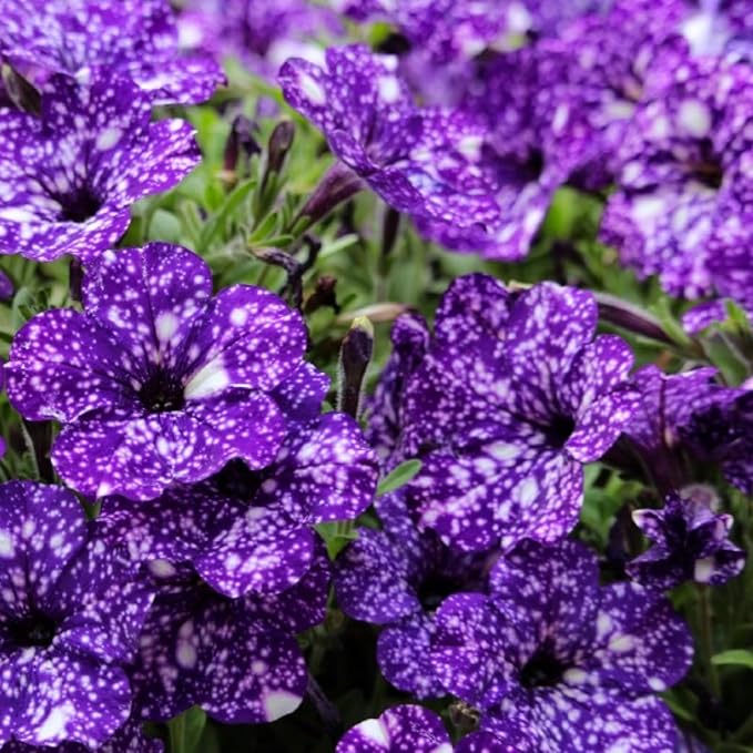 Rare Petunia Seeds for Planting - 300+ Beautiful Perennial Flowers Seeds Heirloom Vine, High Germination Rate Open Pollinated Seeds