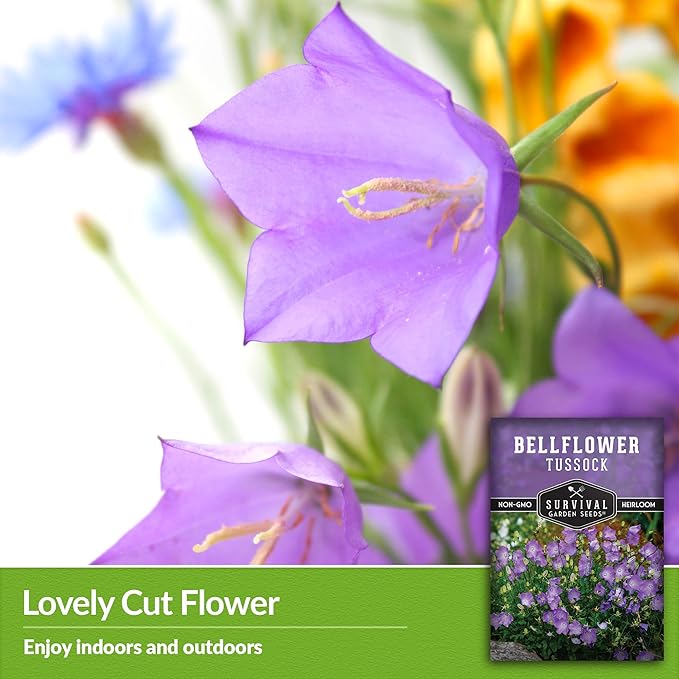 Survival Garden Seeds Tussock Bellflower Seed for Planting - 3 Packets with Instructions to Plant and Grow Campanula carpatica in Your Home Flower Garden - Non-GMO Heirloom