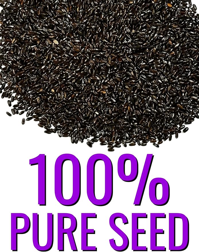 Seed Needs English Lavender Seeds for Planting Lavendula angustifolia Plants - Non-GMO Heirloom & Untreated USA sourced Herb Seeds to Plant Indoors or Outdoors (XL Pack)