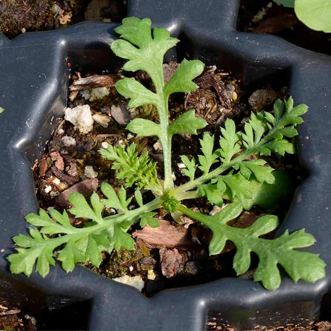 Seed Needs, White Yarrow Seeds - 500 Heirloom Seeds for Planting Achillea millefolium - Perennial Host Plant to Attract Monarch Butterflies & Other Pollinators (5 Packs)