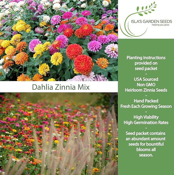 Dahlia Flowered Zinnia Mix Seeds (Zinnia elegans) – 500+ Non-GMO Heirloom Seeds by Isla’s Garden Seeds, Stunning Large Blooms, Vibrant Cut Flowers, Attracts Pollinators, Easy to Grow, Gardening Gift