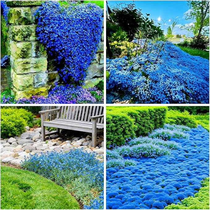 15000+ Blue Creeping Thyme Seeds Ground Cover,Blue Woolly Thyme Seeds Non-GMO Heirloom,Drought Tolerant Ground Cover Thyme Seed Silver Gray Carpet for Between Stepping Stones & Rock Outdoor