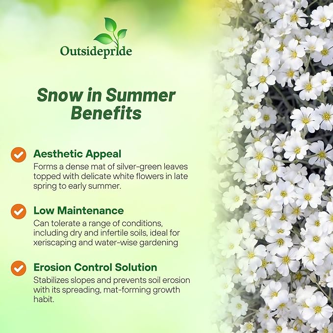 Outsidepride Snow in Summer Seeds - 5000 Pcs. Perennial, Drought-Tolerant & Easy to Grow, Ground Cover Seeds for Planting Silver Foliaged, White Blooms, Great for Rock Gardens, and Dry Landscapes