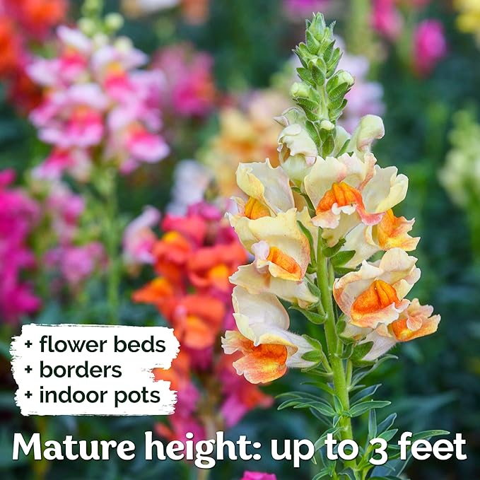 KVITER 3,000 Tetra Mix Snapdragon Seeds, 2 Pack (Antirrhinum Majus) – Heirloom & Organic Tall Snap Dragon Mix, Annual Flower Garden Seeds, Cut Flower Seeds for Planting – Outdoor Garden & Containers