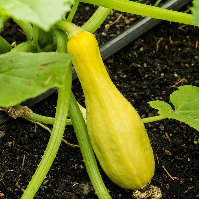 Seed Needs, Straightneck Squash Seeds - 30 Heirloom Seeds for Planting Cucurbita pepo - Delicious Edible Summer Squash to Plant an Outdoor Garden (1 Pack)