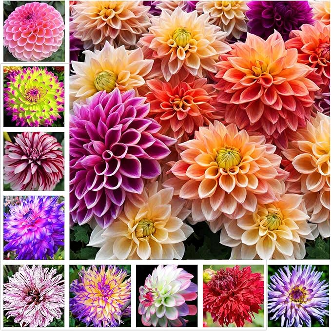 100+ Rare Mix Color Dahlia Pompon Flower Seeds Heirloom Variabilis Beautiful Annual for Planting Outdoor Gardens Yards